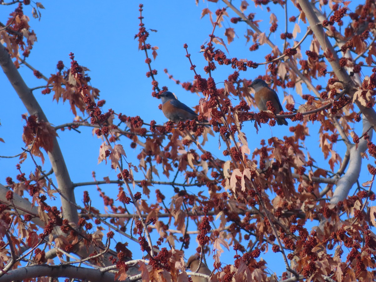 Western Bluebird - ML302673821