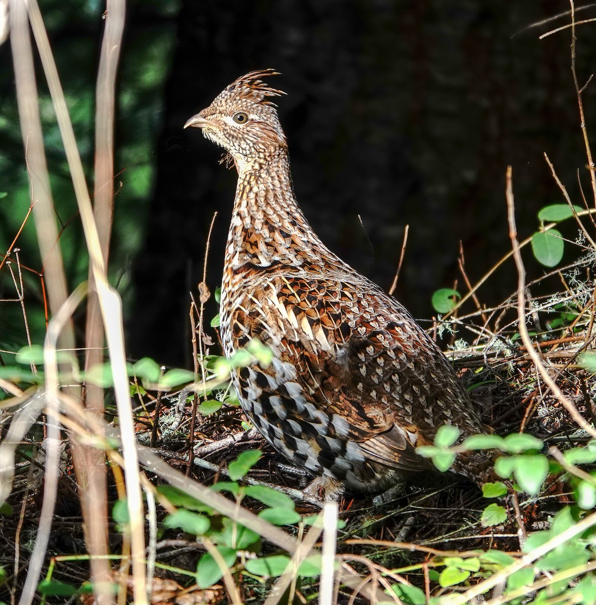 Ruffed Grouse - ML302676601