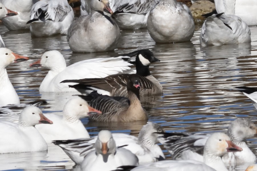 Pink-footed Goose - ML302678781