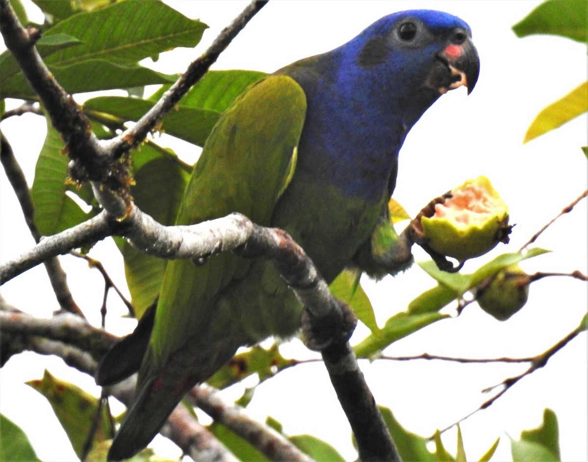 Blue-headed Parrot - ML302679151