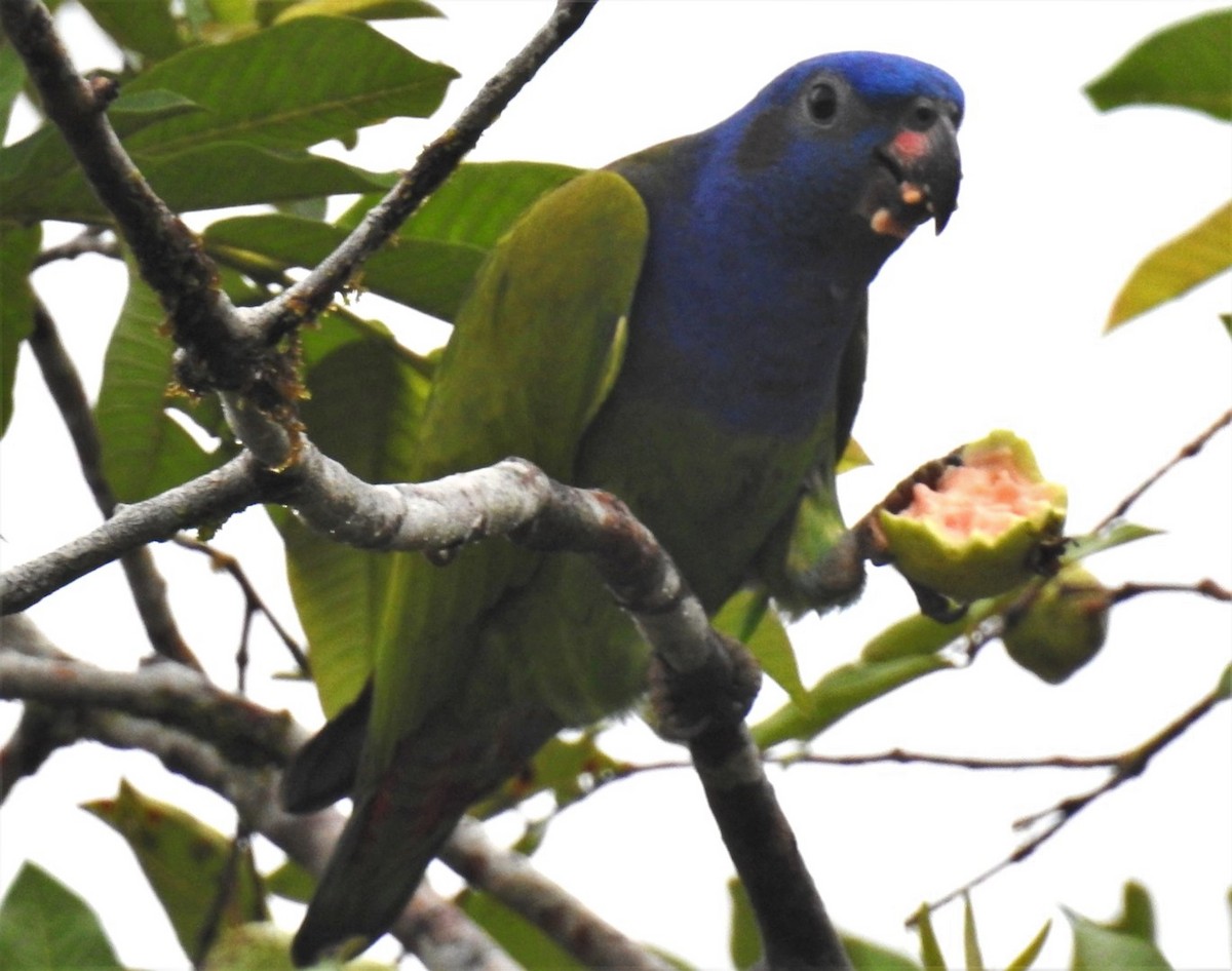 Папуга-червоногуз синьоголовий - ML302679181