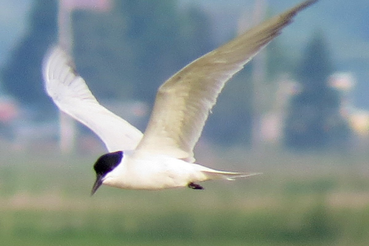 Gull-billed Tern - Matt Kelly