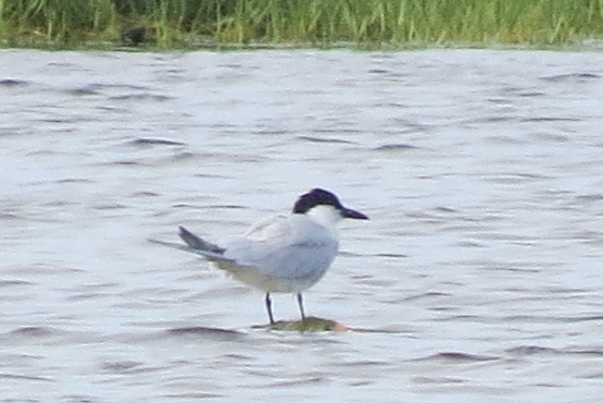 Gull-billed Tern - ML30267981