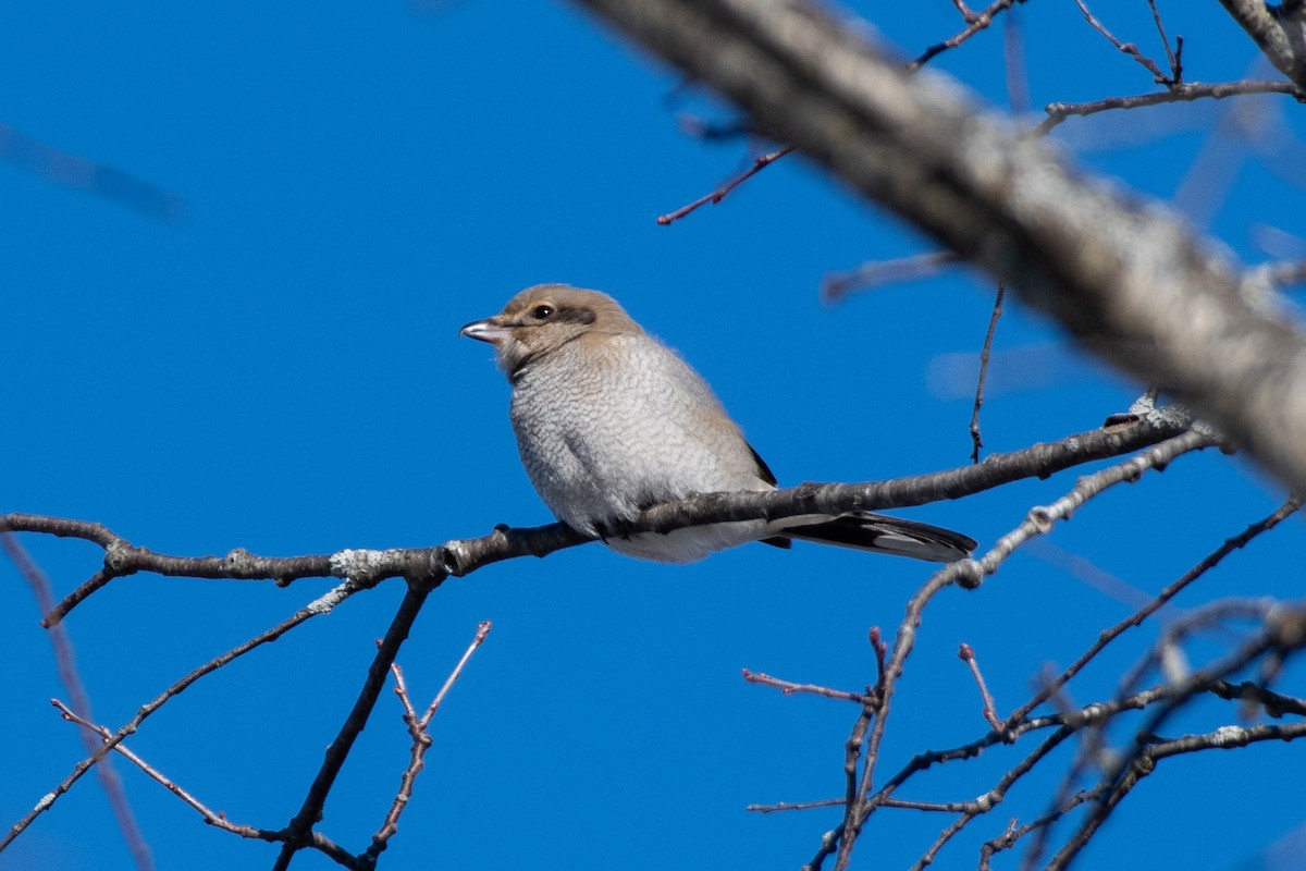 Alcaudón Boreal - ML302680051