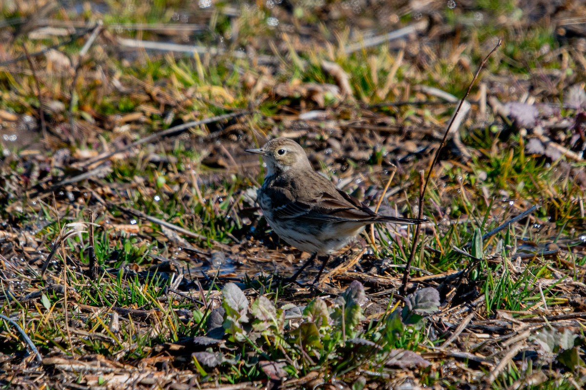 American Pipit - ML302681591