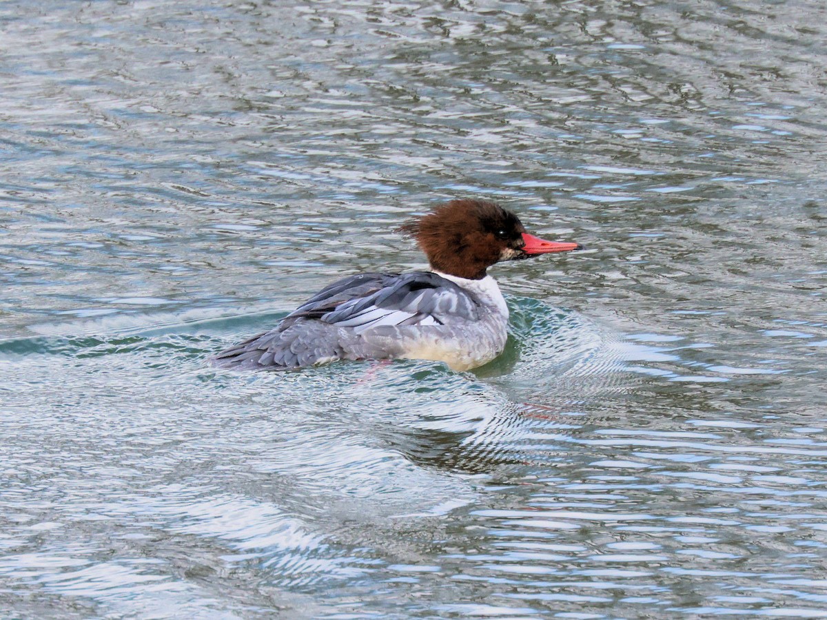 Common Merganser - ML302681781