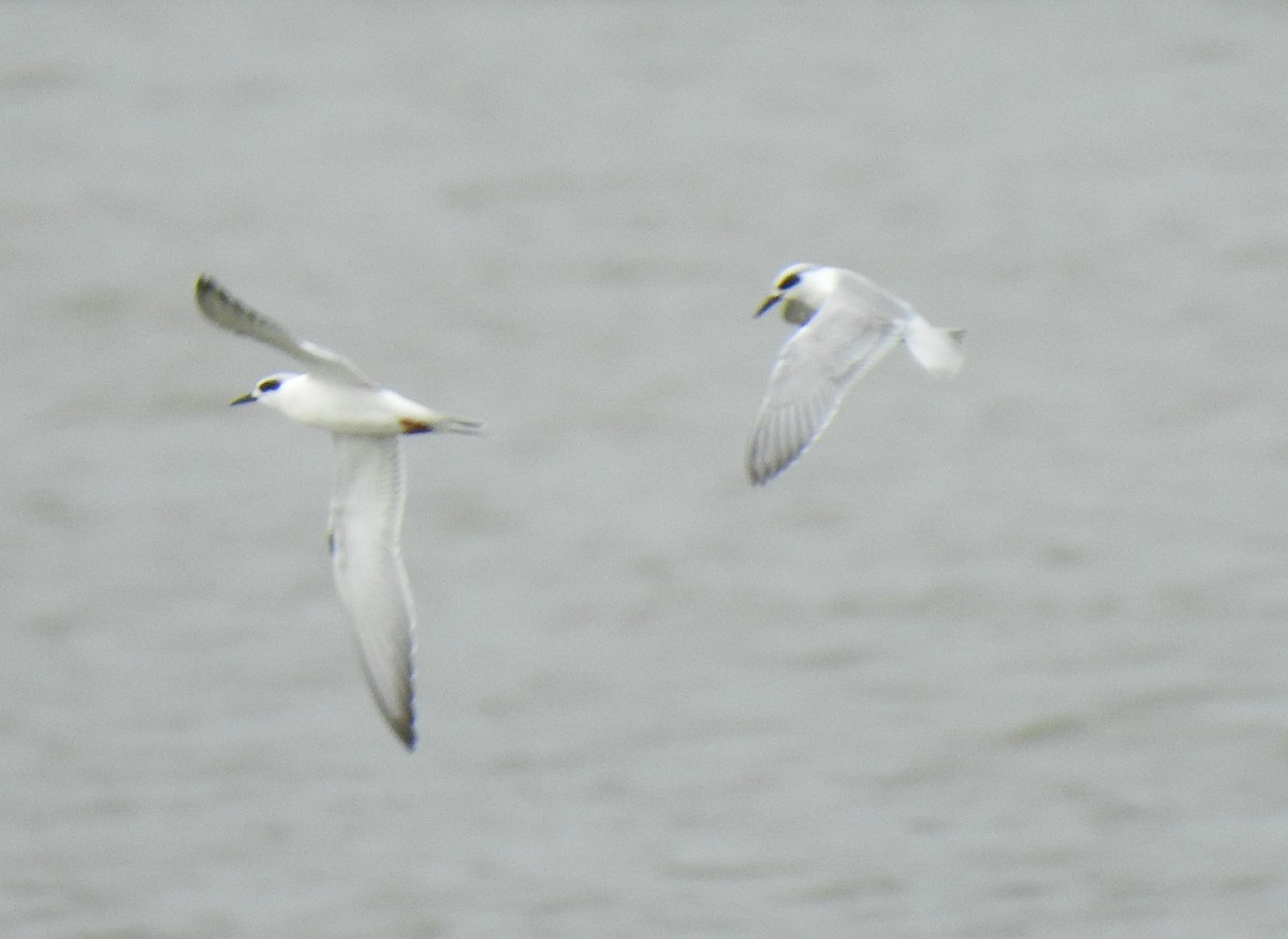 Forster's Tern - ML302682241