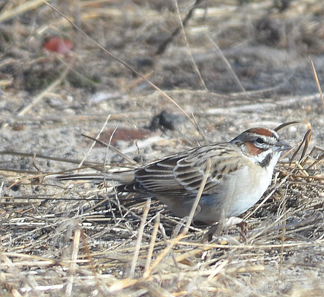 Lark Sparrow - ML302684331