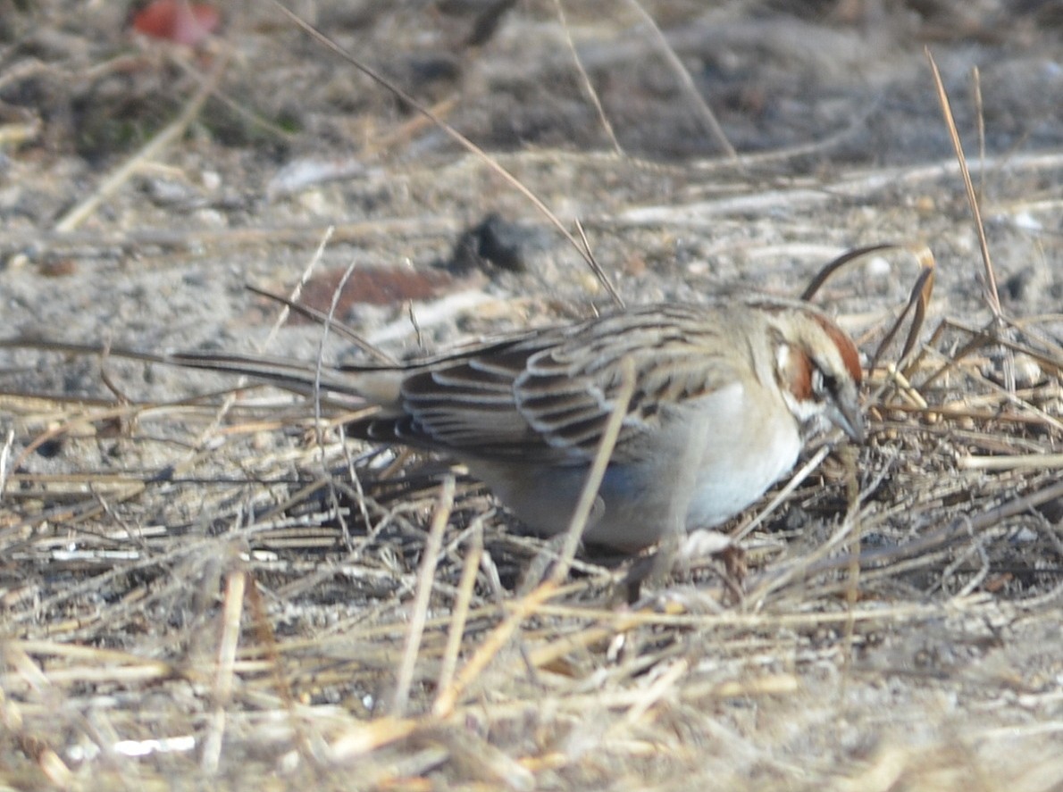 Lark Sparrow - ML302684721