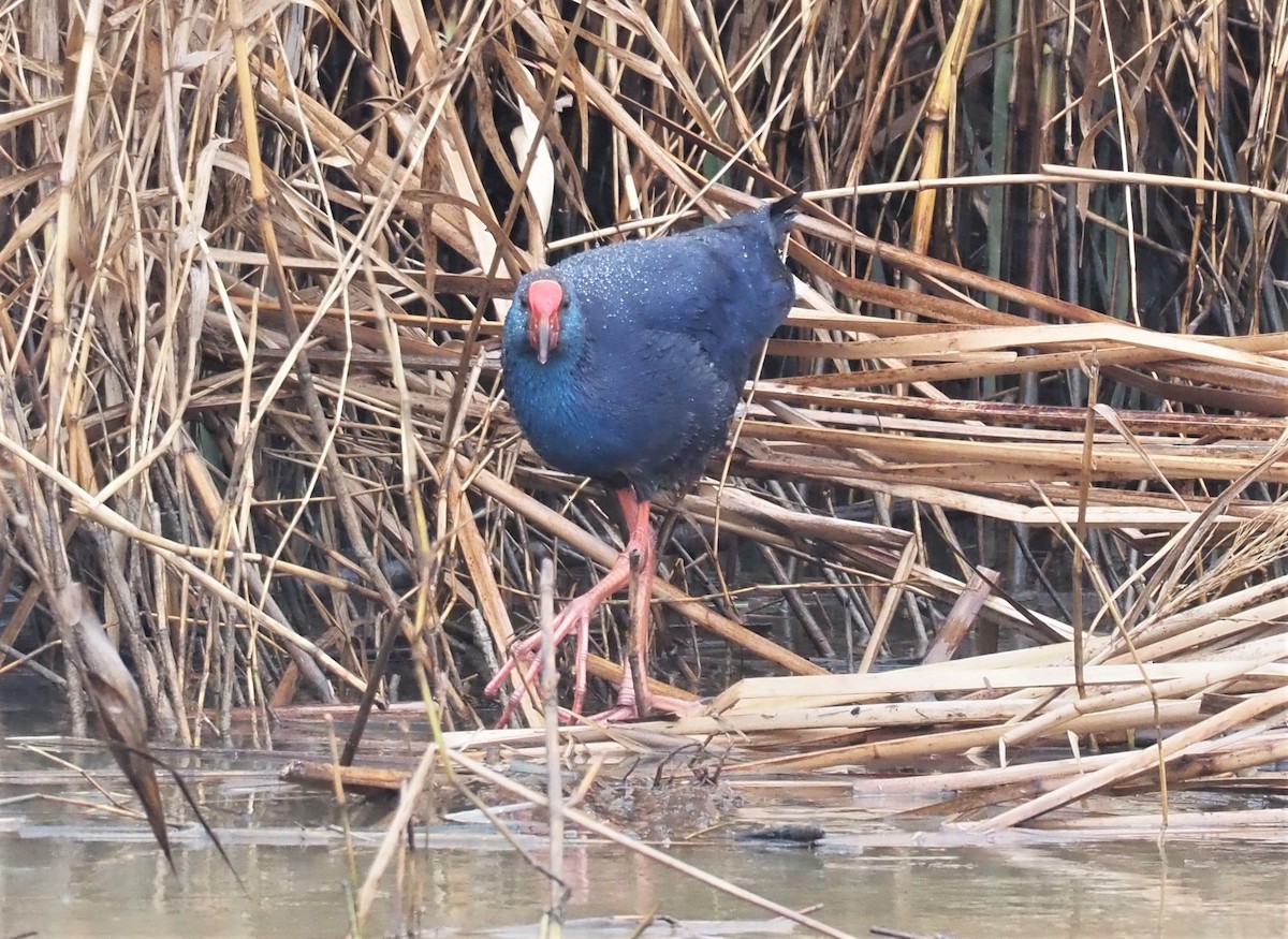 Western Swamphen - Faustino Chamizo Ragel