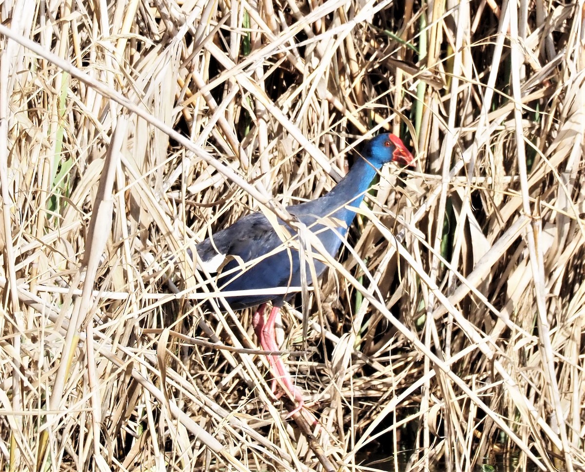 Western Swamphen - Faustino Chamizo Ragel