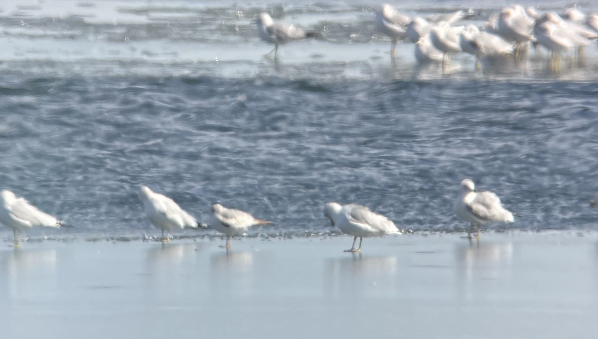 Short-billed Gull - Julia Auckland