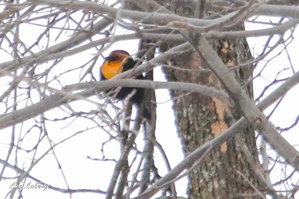 Yellow-headed Blackbird - Luc Laberge