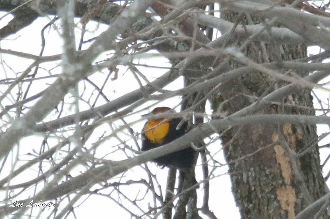 Yellow-headed Blackbird - Luc Laberge