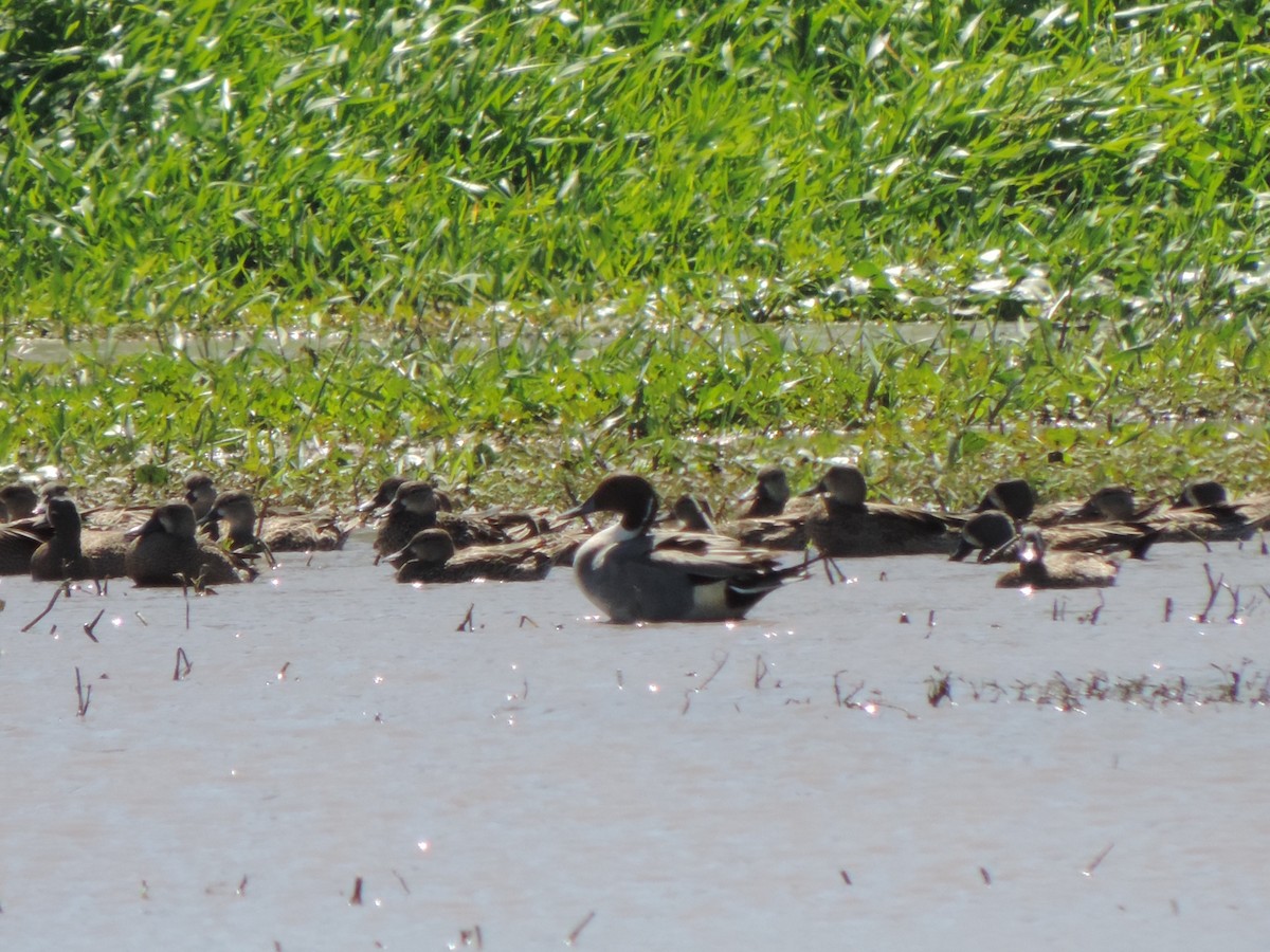 Northern Pintail - ML302690501