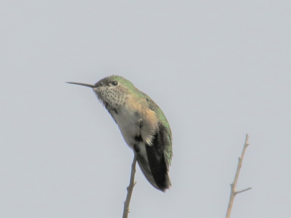 Calliope Hummingbird - ML302694191