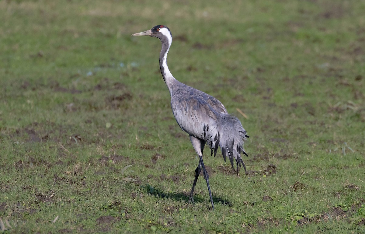 Grulla Común - ML302694471