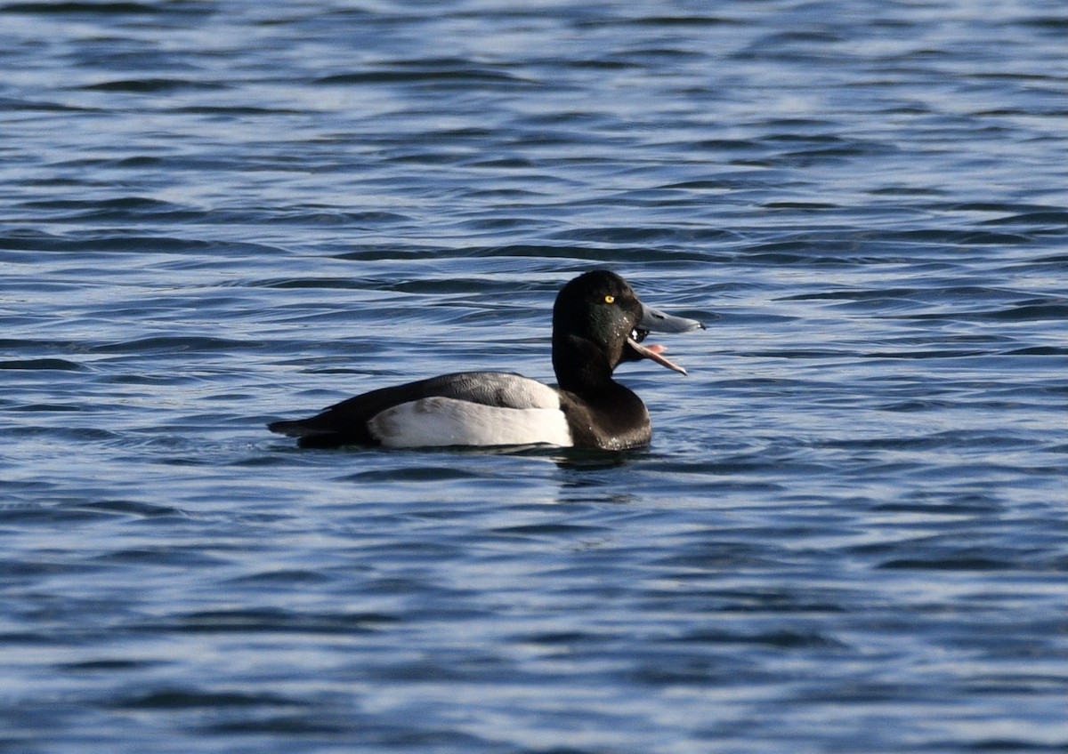 Greater Scaup - ML302694881
