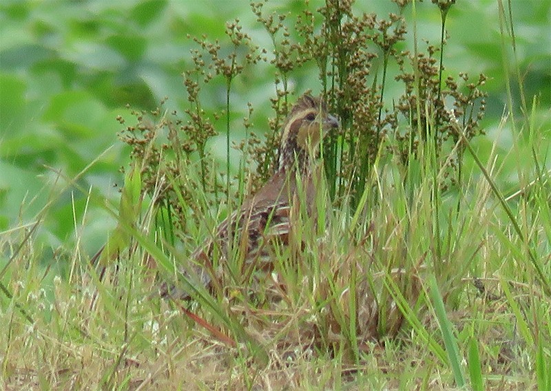 Northern Bobwhite - Karen Lebing