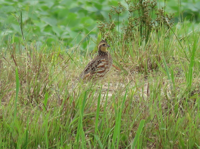 Northern Bobwhite - Karen Lebing