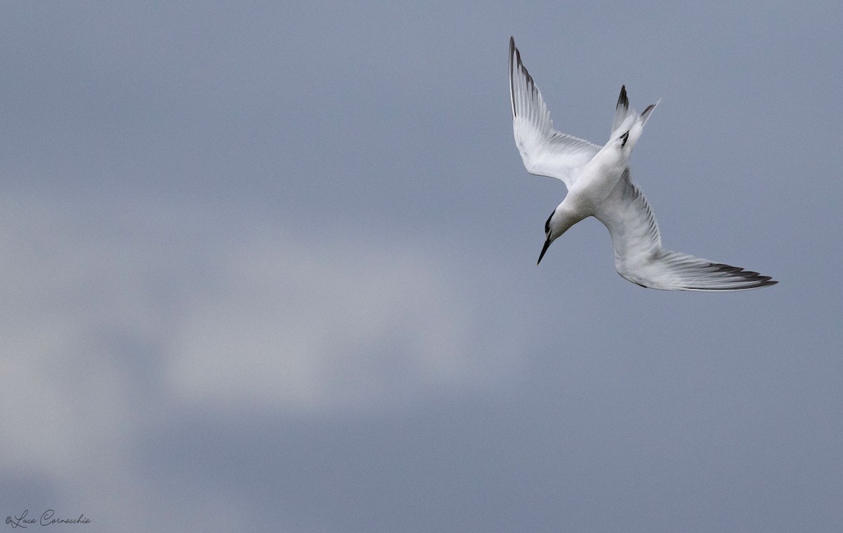 Sandwich Tern - ML302697131