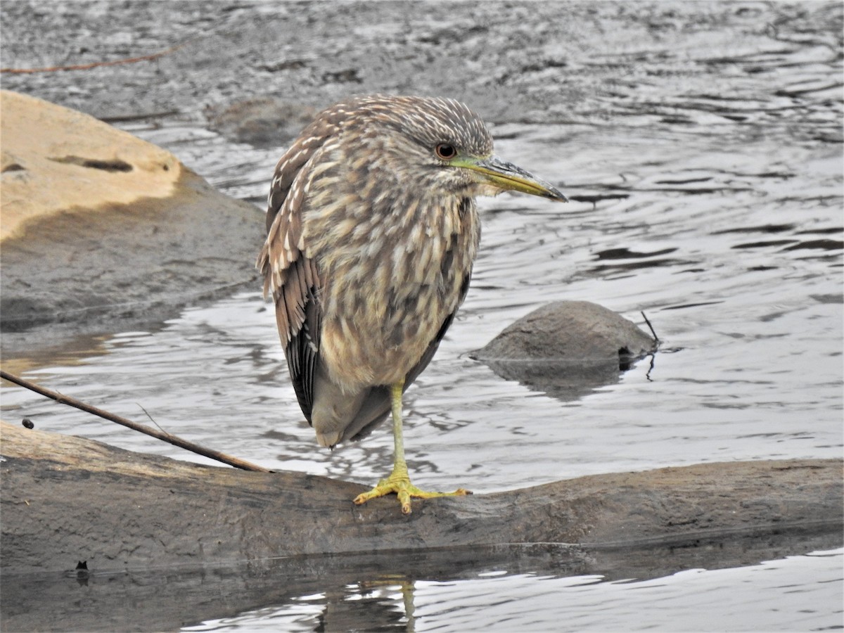 Black-crowned Night Heron - ML302699901