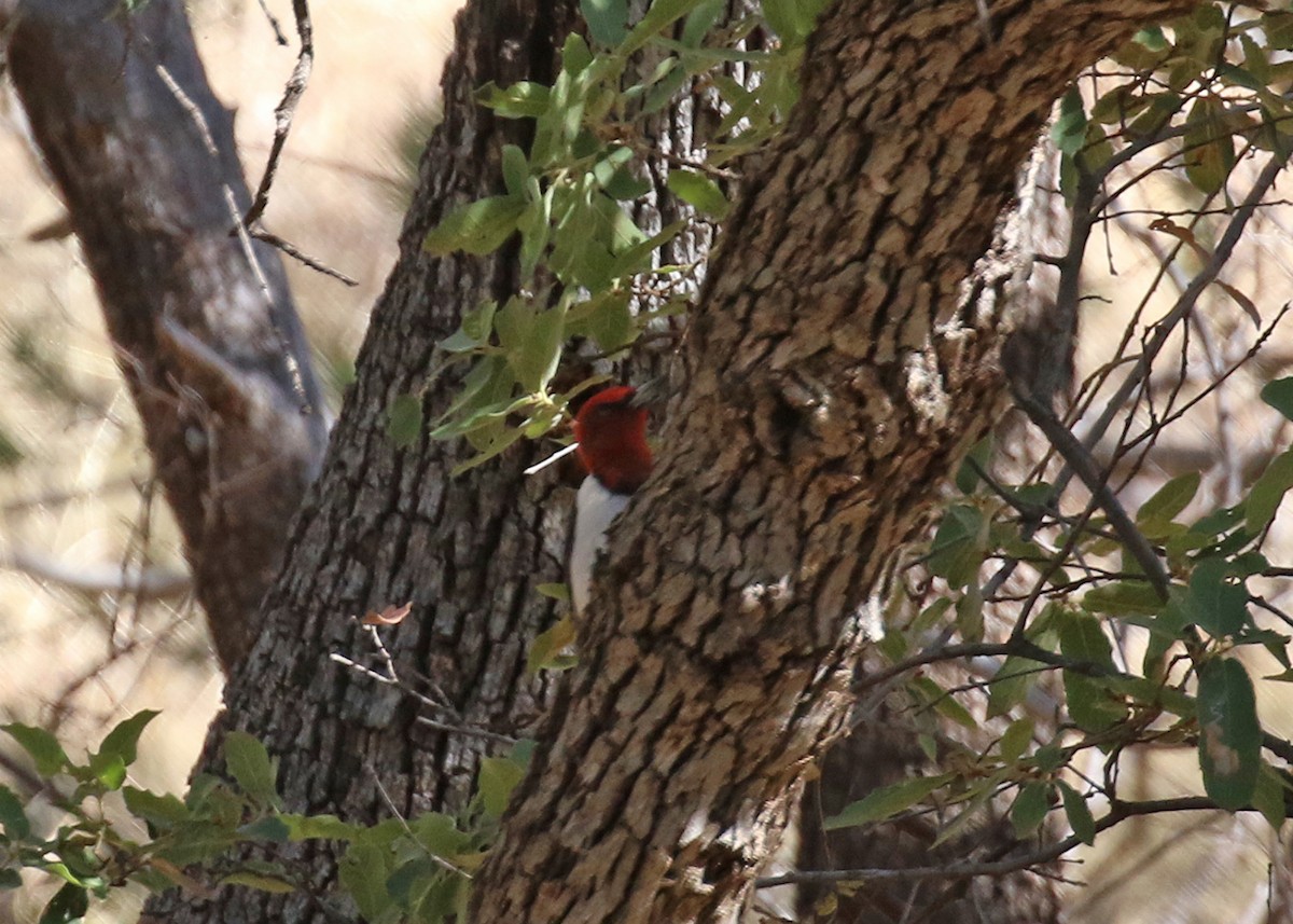 Red-headed Woodpecker - ML30270111