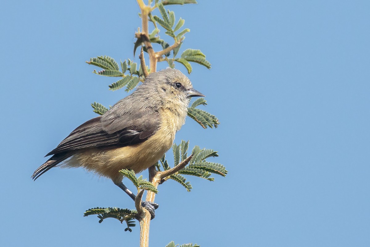 African Penduline-Tit - ML302702841
