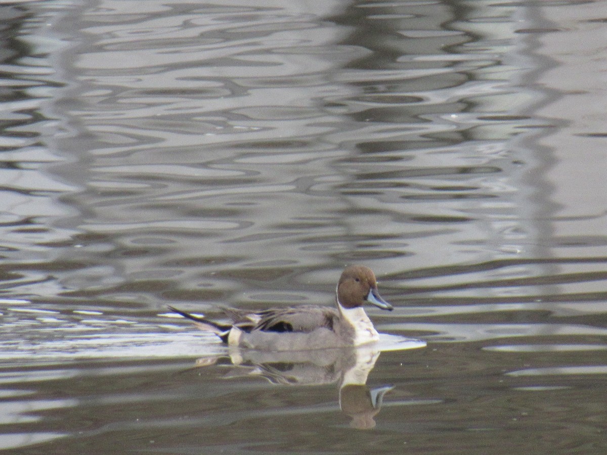 Northern Pintail - karen pinckard