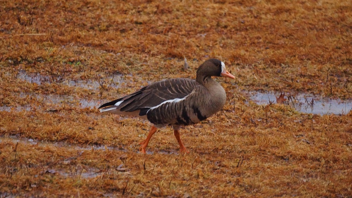 Greater White-fronted Goose - ML302706961