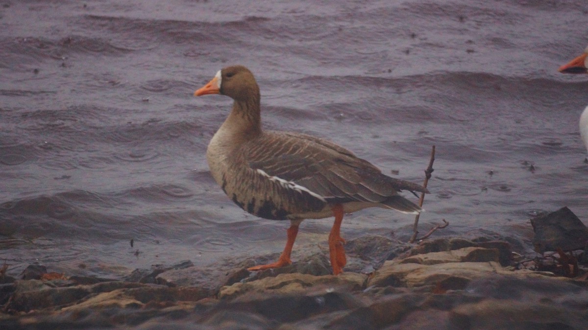 Greater White-fronted Goose - Bryan White