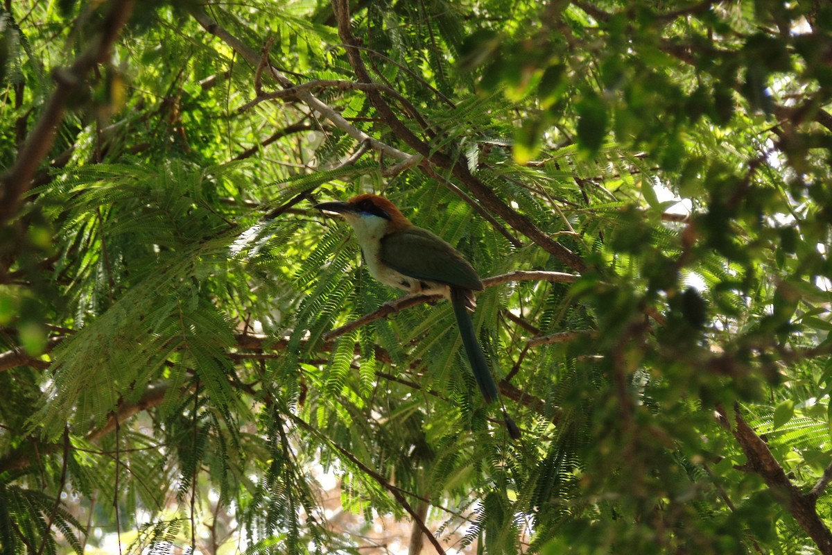 Motmot à tête rousse - ML30270951