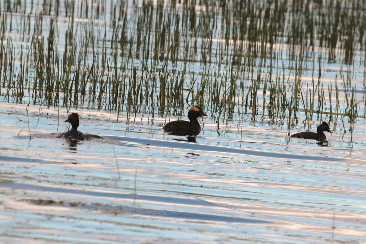 Horned Grebe - ML30270971