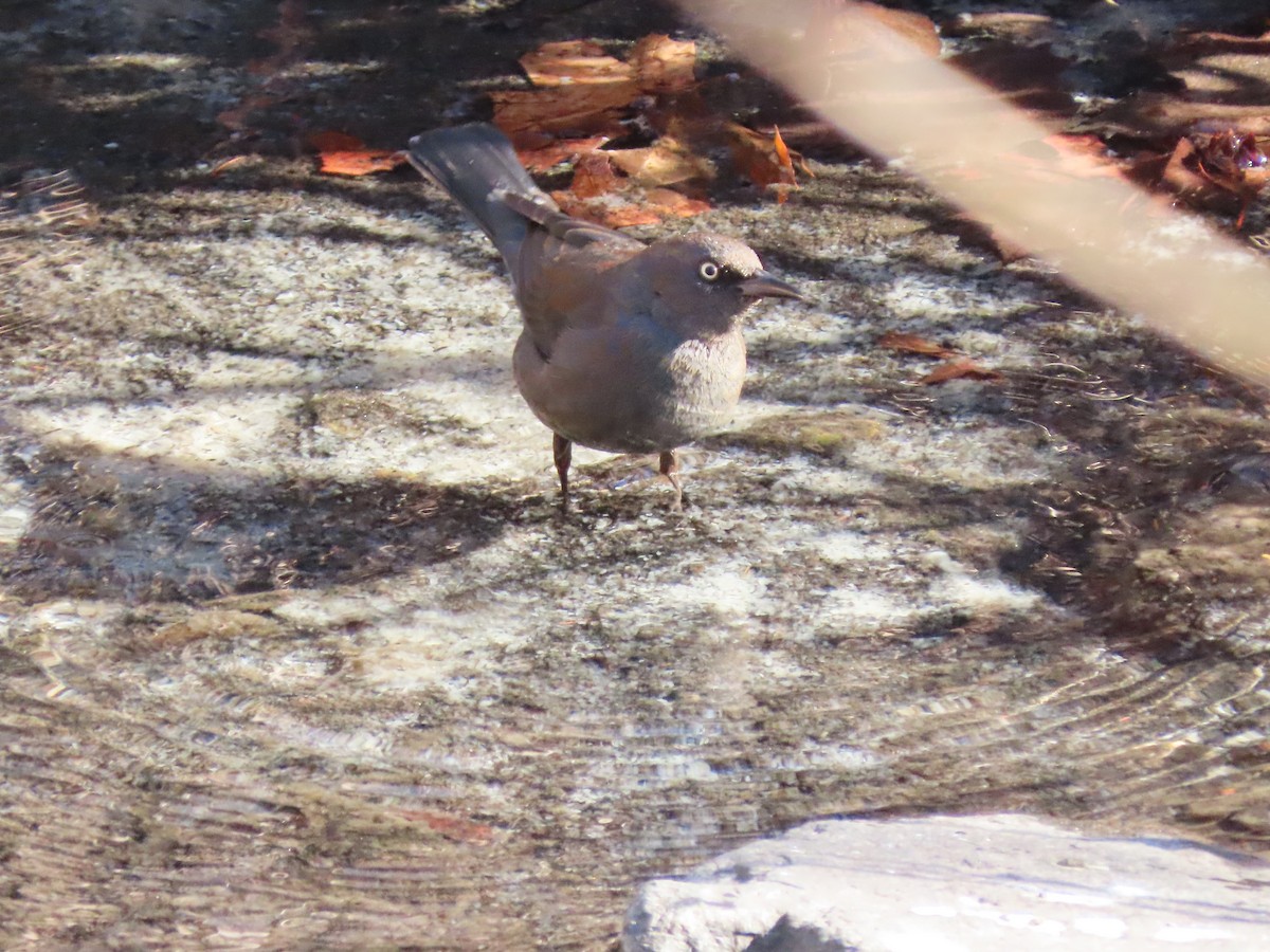 Rusty Blackbird - ML302710431