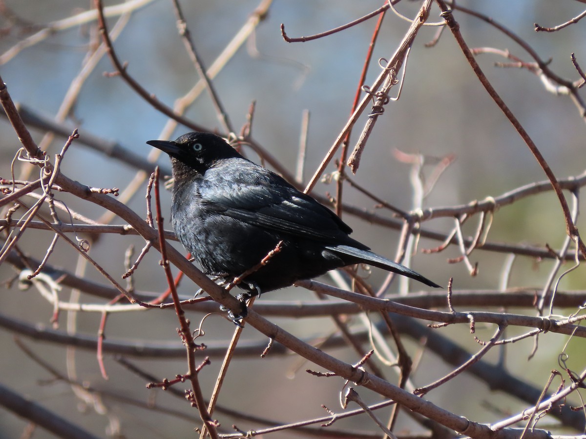 Rusty Blackbird - ML302710701