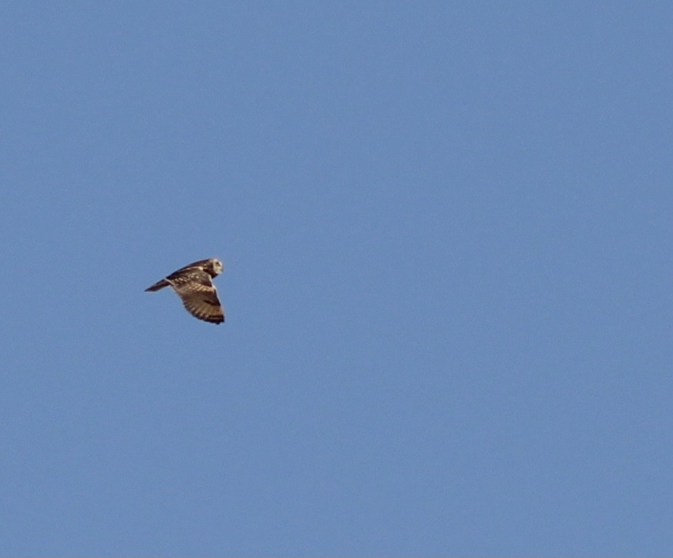 Short-eared Owl - ML302710801