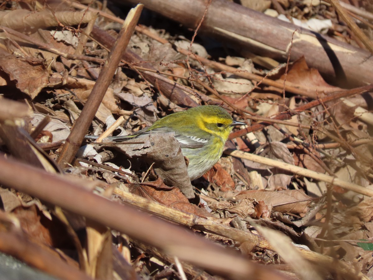 Townsend's Warbler - ML302711161