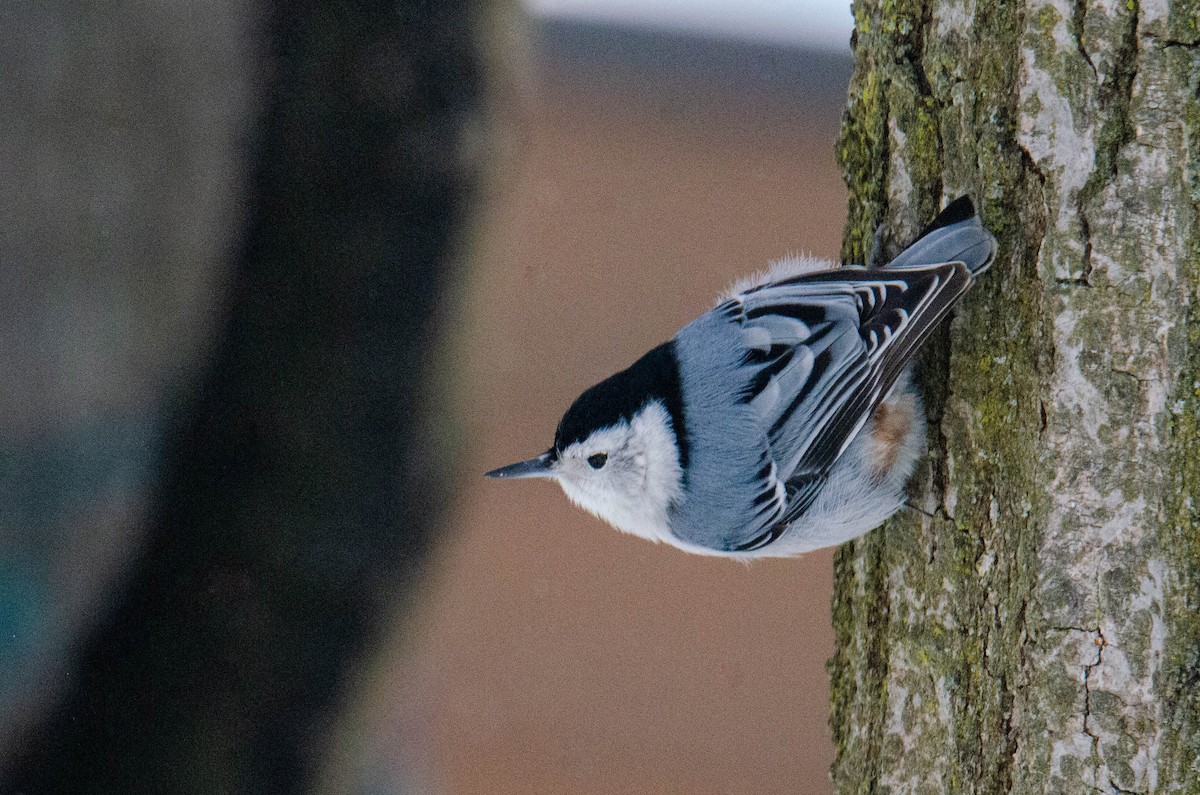 White-breasted Nuthatch - Stéphane Lair