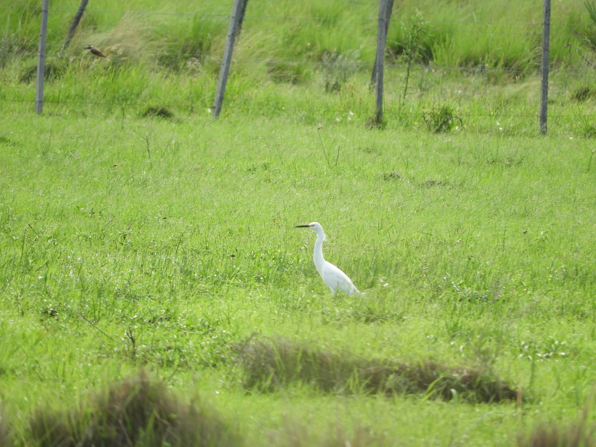 Snowy Egret - Silvia Enggist