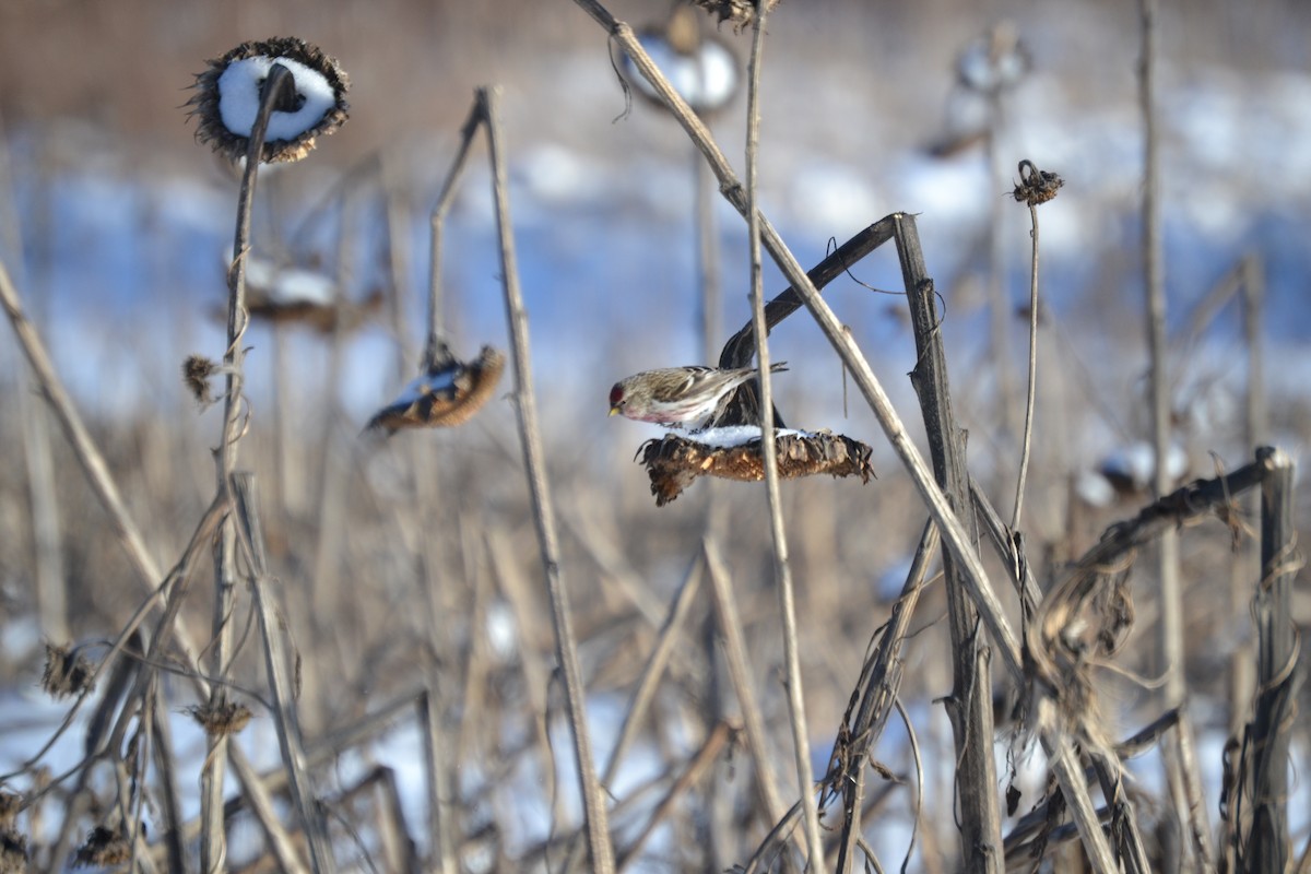 Redpoll (Common) - ML302713891