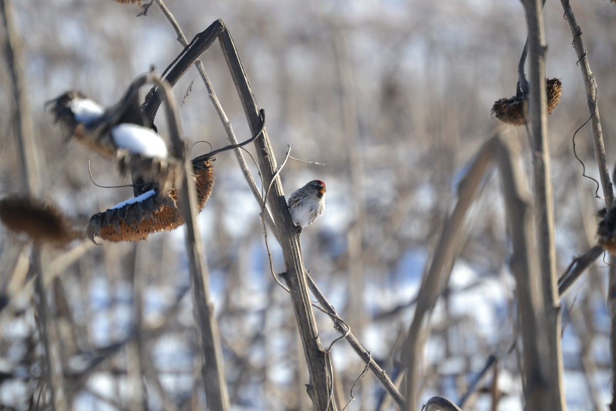 Redpoll (Common) - ML302713931