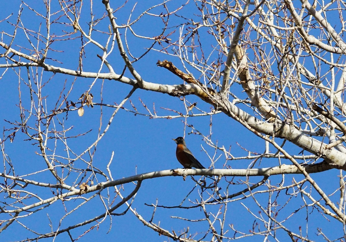 American Robin - ML302714011