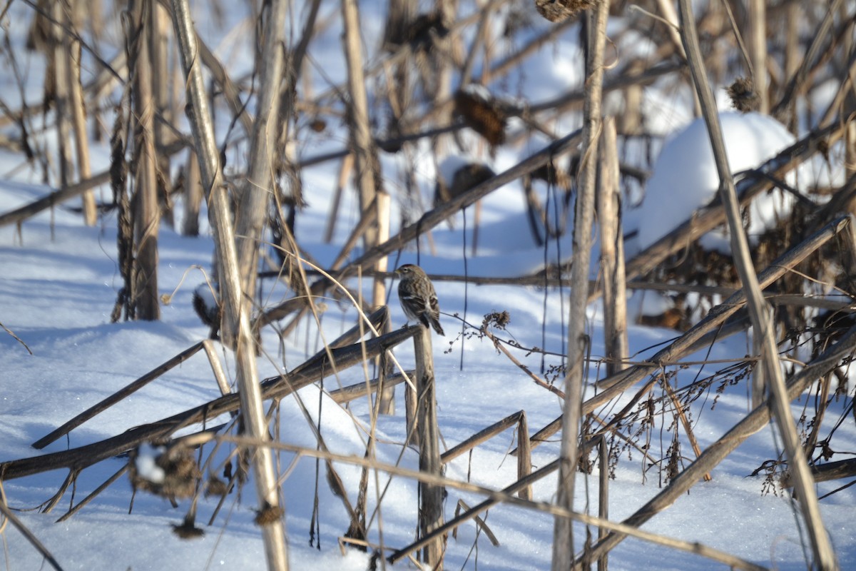 Redpoll (Common) - ML302714031