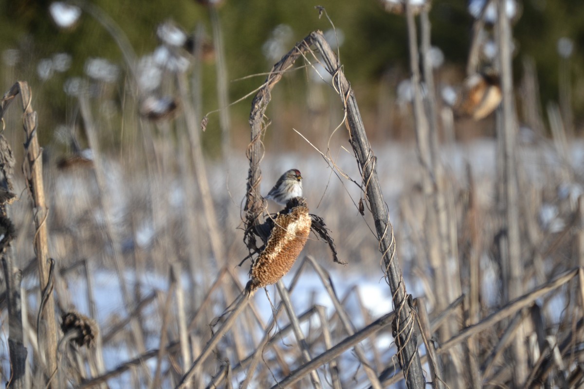 Redpoll (Common) - ML302714041
