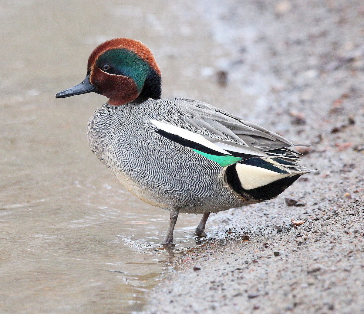 Green-winged Teal (Eurasian) - Charles Fitzpatrick