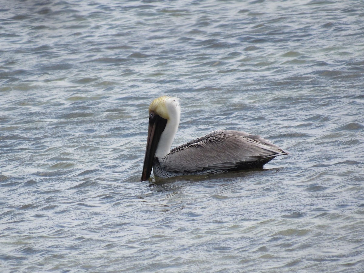 Brown Pelican - ML302715571