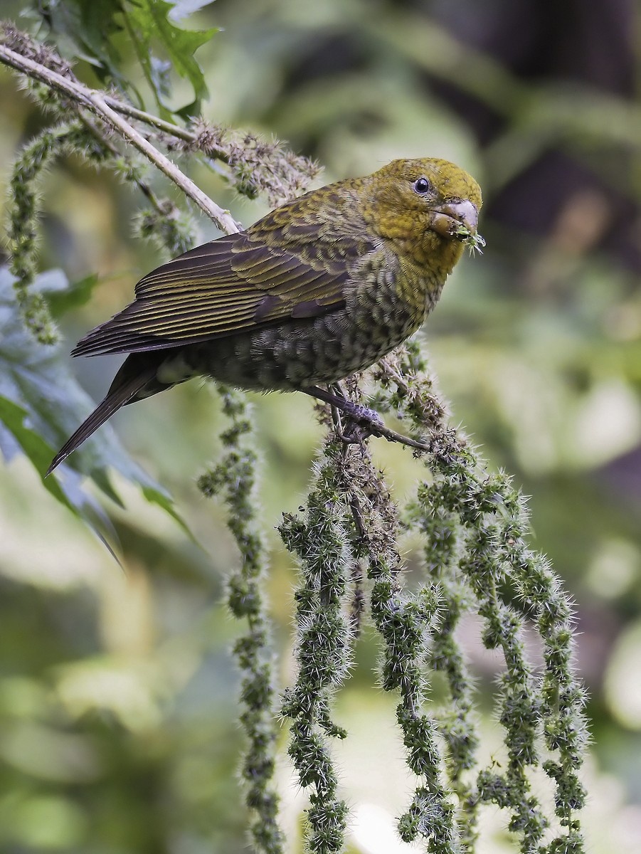 Scarlet Finch - ML302716231