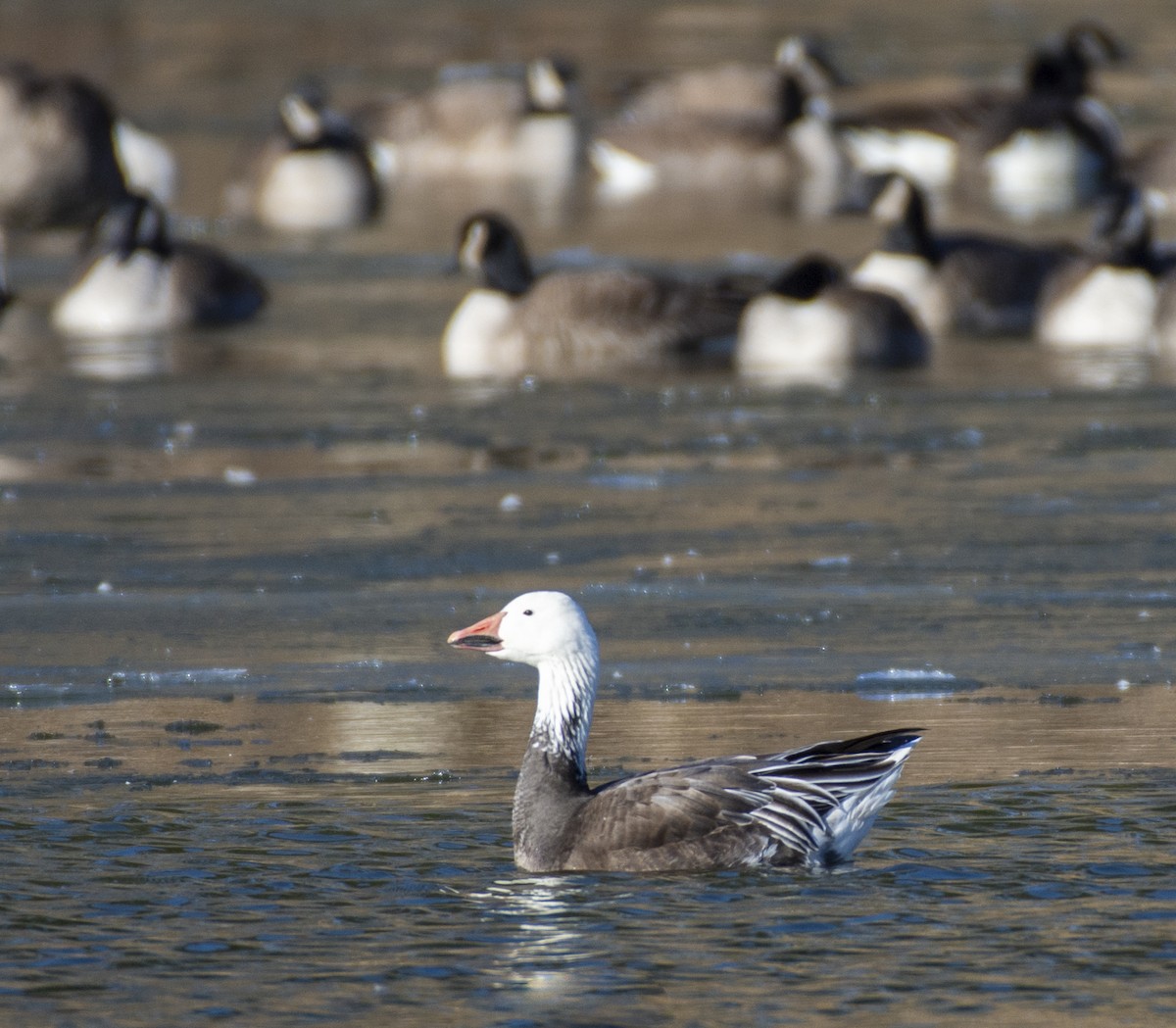 Snow Goose - Liz Pettit