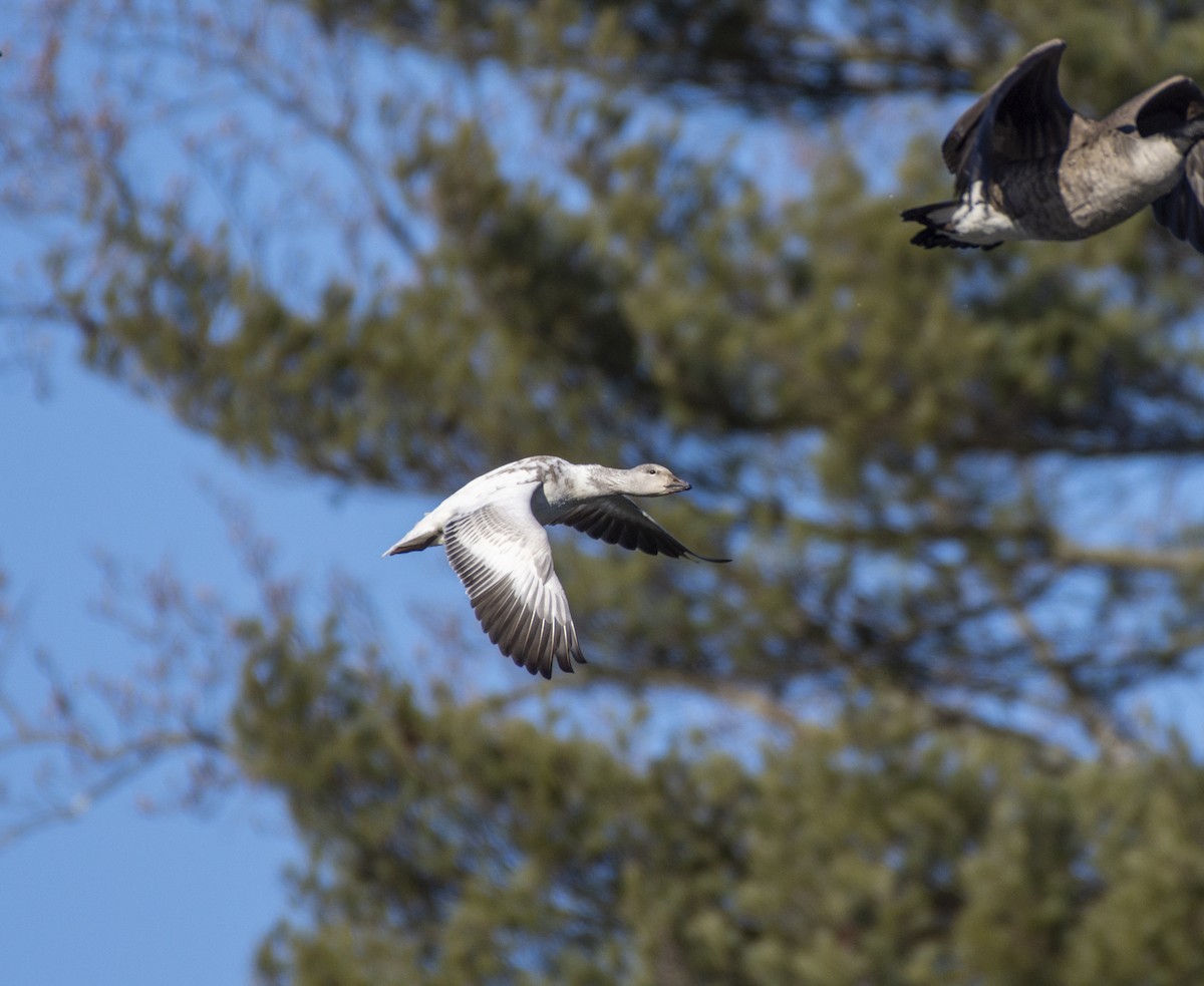 Snow Goose - Liz Pettit