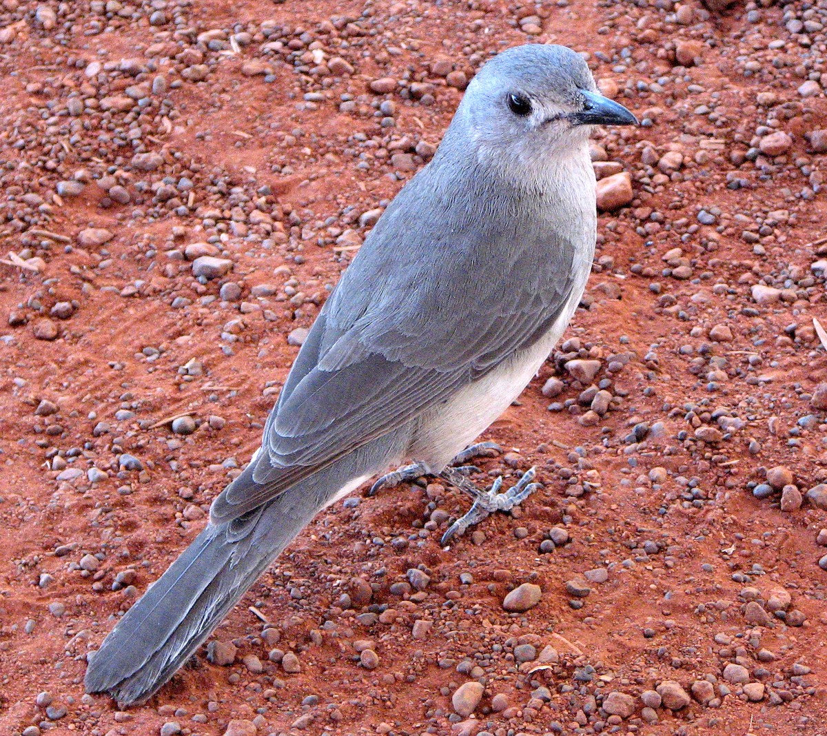 Gray Shrikethrush - Margaret Cuthbert
